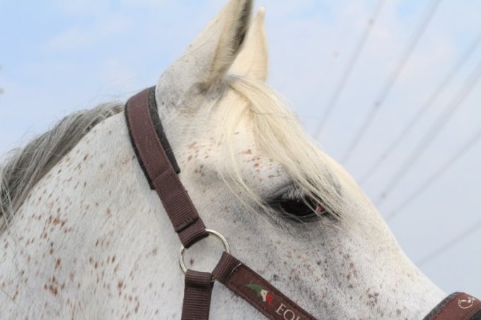 Oasi degli Amici Animali